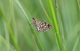 Image result for Heteropterus morpheus