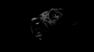 You are watching the movie pitbull: Black Pitbull Wallpapers Top Free Black Pitbull Backgrounds Wallpaperaccess