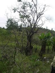 Image result for Voacanga thouarsii