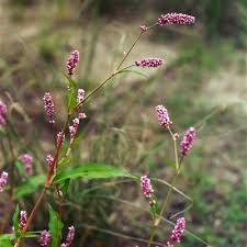 Image result for Persicaria decipiens