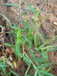 Image result for Panicum phragmitoides