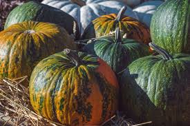 Kurbissorten Essbare Giftige Im Uberblick Plantura In 2020 Kurbissorten Kurbis Kurbisarten