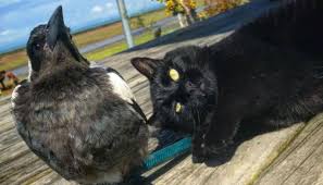 Cyr double album, out november 27th, 2020. Swoop The Magpie And Mowgli The Cat Form Unique Friendship Newshub