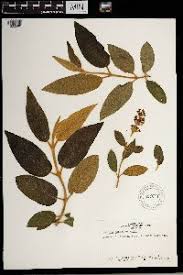 Image result for Diclis ovata