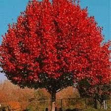 Greenleafnursery Com Flowering Pear Tree Flowering Trees Shrubs
