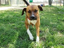 If you are interested in meeting and/or adopting one of our dogs, please visit our website and fill out an. Mooresville Pets Mooresville Nc Patch