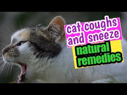 Useful information about prevention and treatment just like in sneezing, cat coughing can be due to either simple or serious reasons. Common Cold In Cats Coughs And Sneeze All Natural Remedies Youtube