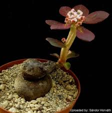 Image result for Monadenium pedunculatum