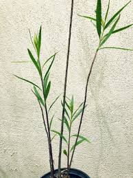 Image result for Maerua salicifolia