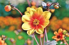 Free Image On Pixabay Dahlia Dahlias Bud Flower Bud Garden Images Flowers Dahlia