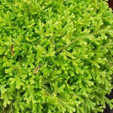 Image result for Selaginella kraussiana