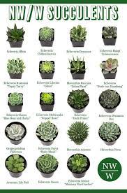 Good Free Succulent Garden Houseplant Strategies Most Succulent Varieties Need The Lions Sha En 2021 Crassula Succulent Plante Succulente Cactus Et Plantes Succulentes