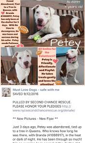 Safe 9 12 16 By Second Chance Rescue Thank You So Very Much Super Urgent Brooklyn Center My Name Is Petey My Animal I Pitbulls My Animal Animals