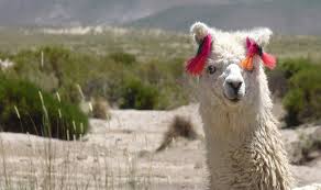 El Secreto Genetico De Las Llamas Blancas