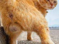 Pin On Adorable Cat Necessities