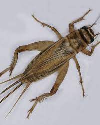 Aug 03, 2020 · how to get rid crickets out of your house or yard. Cricketometer If You Listen Crickets Will Tell You About Weather Mpr News