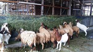 Dapatkan video menarik mengenai peternakan kambing domba di link kami bawah ini : Penerangan Kursus Ternakan Kambing Tahap 2 Blog Dunia Veterinar