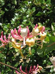 Image result for Lonicera confusa