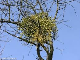 Image result for Viscum cylindricum