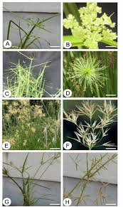 Image result for Cyperus tenuiculmis