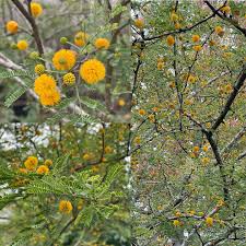 Image result for Acacia farnesiana