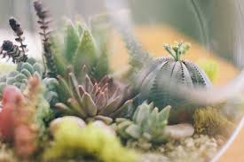 Sebagian besar tanaman untuk terrarium merupakan tanaman sukulen atau kaktus. Cara Membuat Terarium Dengan Memanfaatkan Botol Bekas Pertanianku