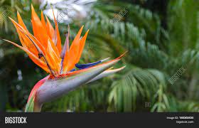 Tropical flowers tropical flower tattoos plumeria flowers hawaiian flowers exotic flowers lilies flowers tropical, pattern, tropical flower, tropical design, tropical pattern, tropical illustration, textile find tropical bright flowers leaf paradise flower stock images in hd and millions of other. Exotic Tropical Flower Image Photo Free Trial Bigstock