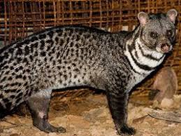 Animal Asp Asian Palm Civet Cute Animals Animal Pictures