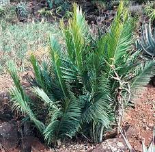 Image result for Encephalartos umbeluziensis