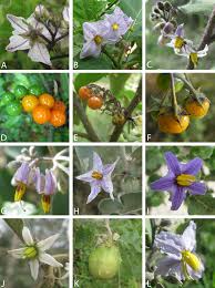 Image result for Solanum tettense