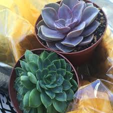 Edmond's plaza florist in san mateo has the largest selection of unique flower arrangements for delivery in san mateo, san francisco bay area and silicon valley. Edmond S Plaza Florist Downtown San Mateo 120 E 3rd Ave