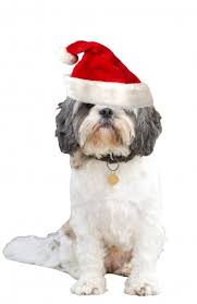 Dog in santa stocking hat santa claus christmas vector. Christmas Dog Santa Hat Free Stock Photo Public Domain Pictures