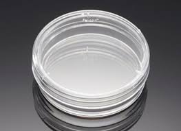 Find the best streetwear to express your own style. Corning Primaria 35 Mm X 10 Mm Easy Grip Style Cell Culture Dish 20 Sleeve 200 Case Primaria Enhanced Tissue Culture Surfaces Surfaces Life Sciences United States Consumer Site Corning