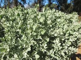 Image result for Rhagodia