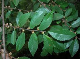 Image result for Ulmaceae