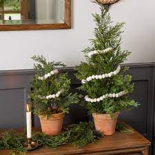 Potted Cedar Tree Cedar Trees Christmas Greenery Cedar