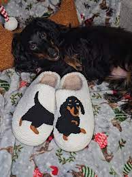 Canes Dog Slippers | TikTok