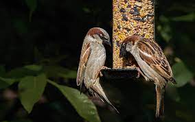How To Keep Bird Seed Fresh