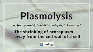 The difference between plant and animal cell is very basic as well as important thing to know from the biological point of view. Plasmolysis Definition And Examples Biology Online Dictionary