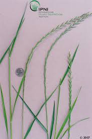 We did not find results for: Georgia Forages Grass Species Uga Cooperative Extension
