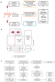 Check spelling or type a new query. Biomolecules Free Full Text Subnormothermic Perfusion With H2s Donor Ap39 Improves Dcd Porcine Renal Graft Outcomes In An Ex Vivo Model Of Kidney Preservation And Reperfusion Html