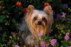 Before bringing your yorkie home, you should also make sure that you have an emergency fund specifically for your pet. Yorkshire Terrier Yorkie Puppies For Sale From Reputable Dog Breeders