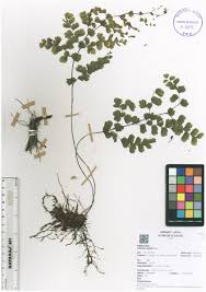 Image result for Adiantum poiretii