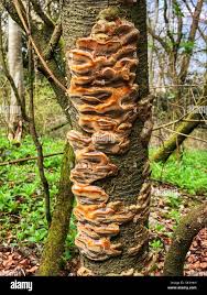 Image result for Phellinus pomaceus