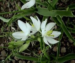 Image result for Chlorophytum stolzii