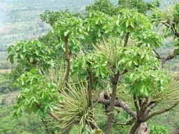 Image result for Cussonia