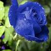 These mature over the summer and develop into blackish purple berries in the fall which contain one seed. 3