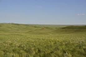 Image result for Caroxylon littoralis