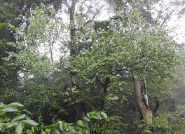 Image result for Bridelia ripicola