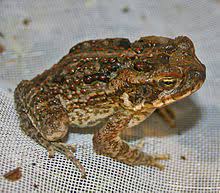 Cane toads introduced into australia to control pest beetles in queensland's sugar cane crops. Cane Toads In Australia Wikipedia